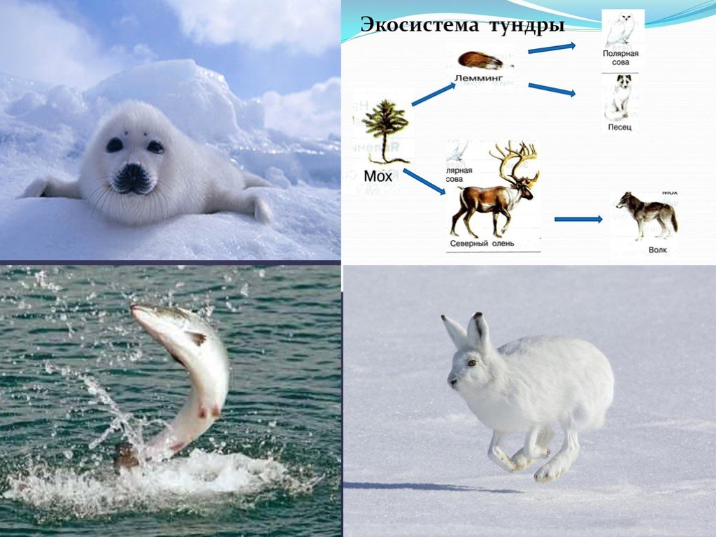 Схема цепи тундры. Экосистема тундры. Экосистема Арктики. Экосистема арктической пустыни. Обитатели экосистемы тундра.