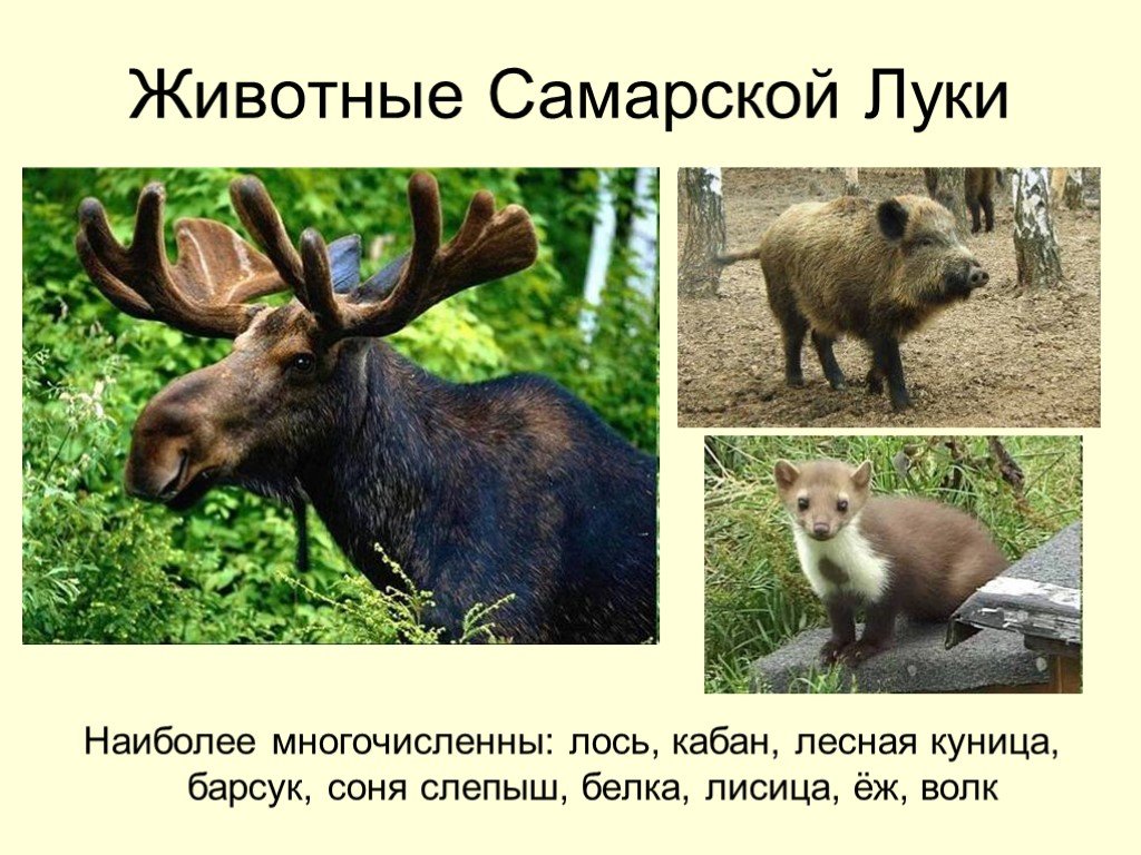 Какие дикие животные обитают в твоем регионе. Животные Самарской области. Животные Самарской Луки. Животные и растения Самарской области. Животный мир Самарского края.