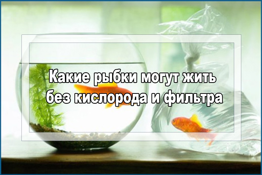 Рыбы долго живут. Рыбки без кислорода. Рыбки живущие без кислорода. Рыбы живущие без кислорода в аквариуме. Рыбки аквариумные без кислорода и фильтра.