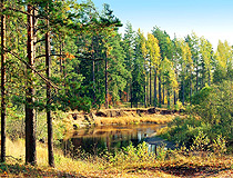 Forests cover a significant part of Novgorod oblast
