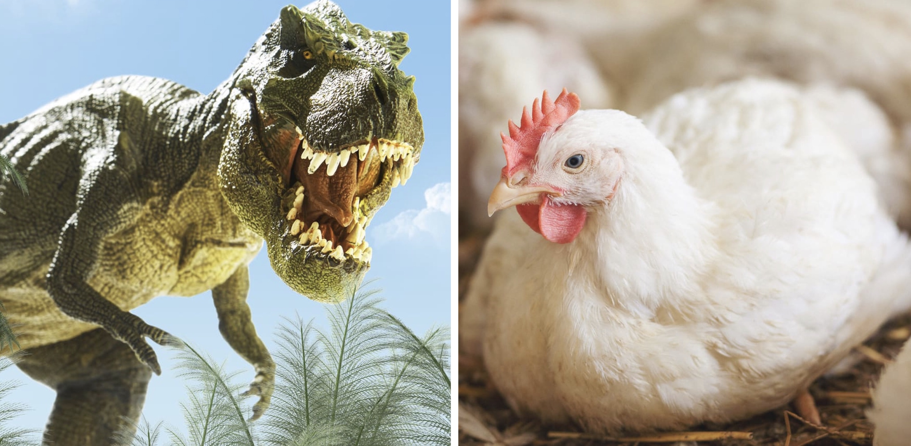 Ближайший родственник динозавра. Джек Хорнер Курозавр. Курица потомок динозавров. Курица родственник динозавра. Курица потомок тираннозавра.