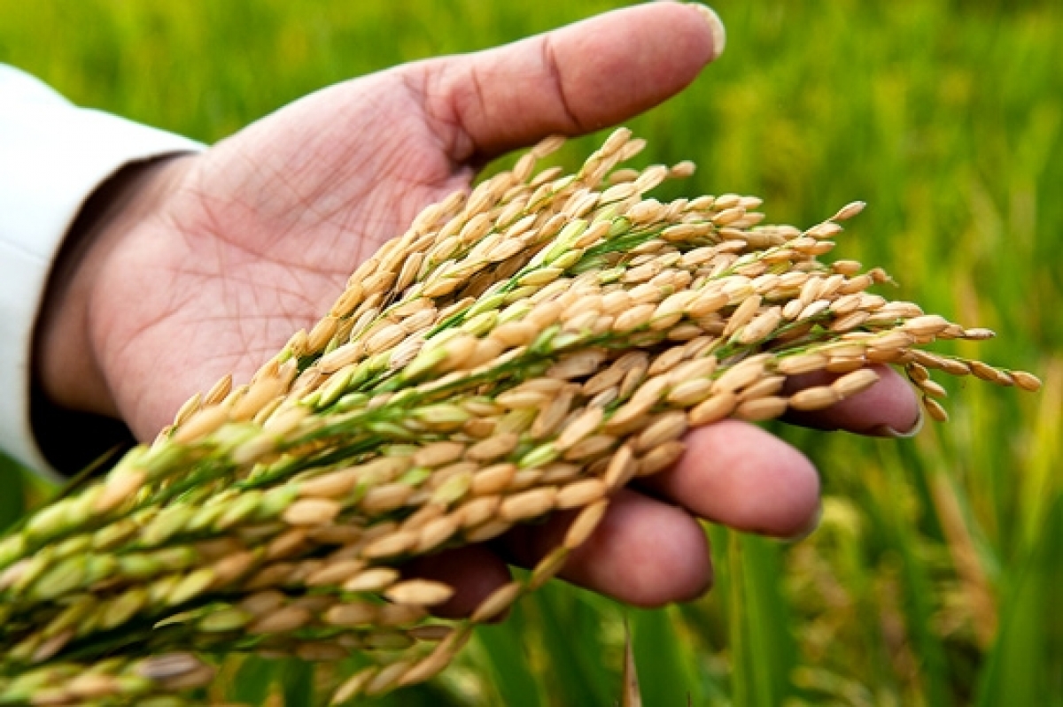 Harvest crops. Урожай риса. Уборка урожая риса. Рисовый урожай. Рис сельскохозяйственная культура.