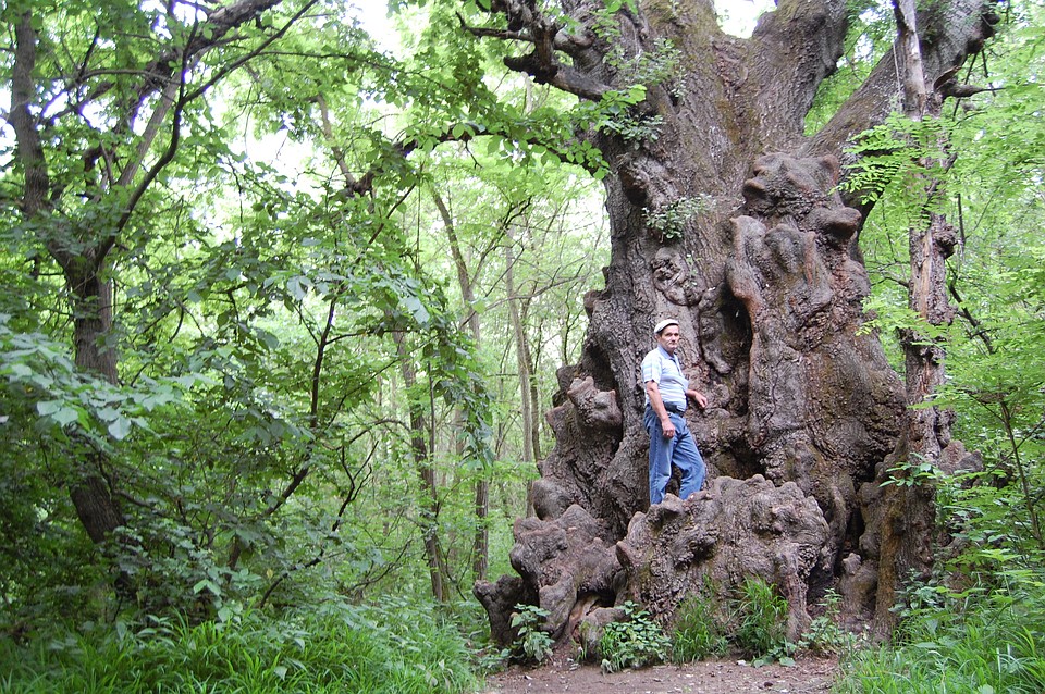 Вполне возможно, что чудо-тополь претендует на звание самого большого дерева в России