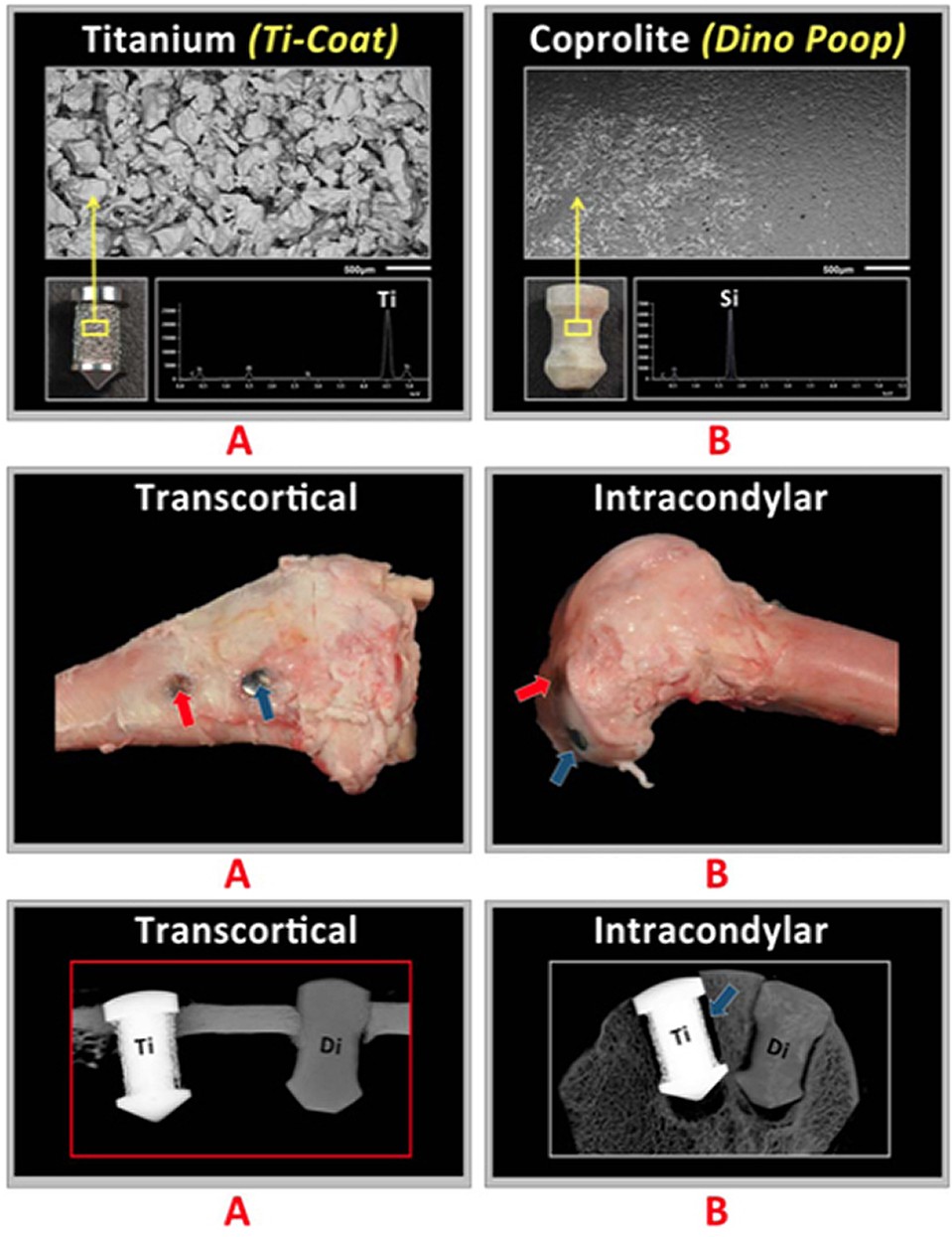 Сравнение креплений, имплантируемых в кости людей: А - из титана, В - из копролитов динозавров. Слева оба имплантата вживлены в тело кости, а справа в губчатое вещество 