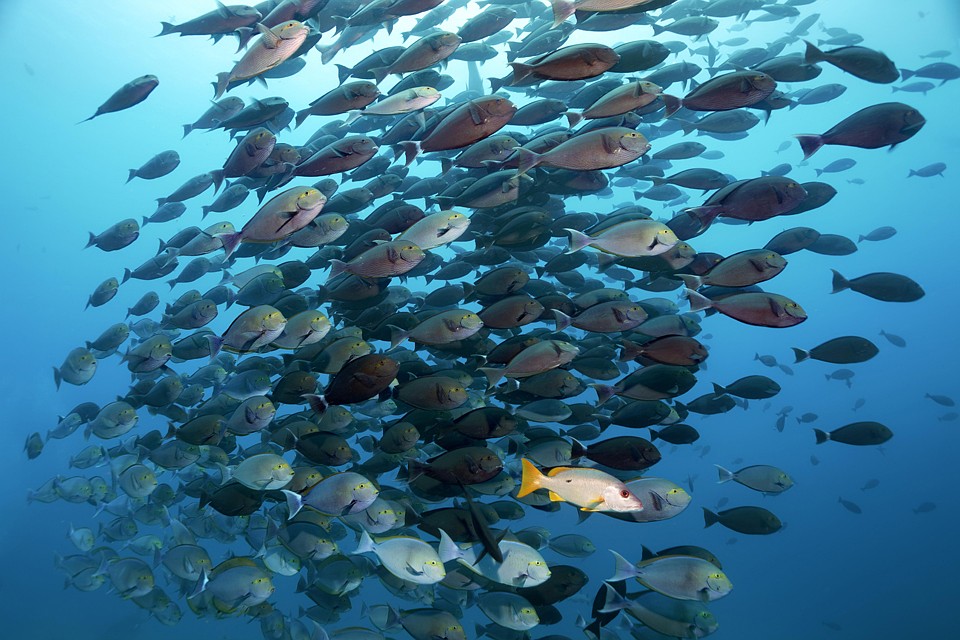 Рыба реагируют на меняющийся климат. Фото: GLOBAL LOOK PRESS