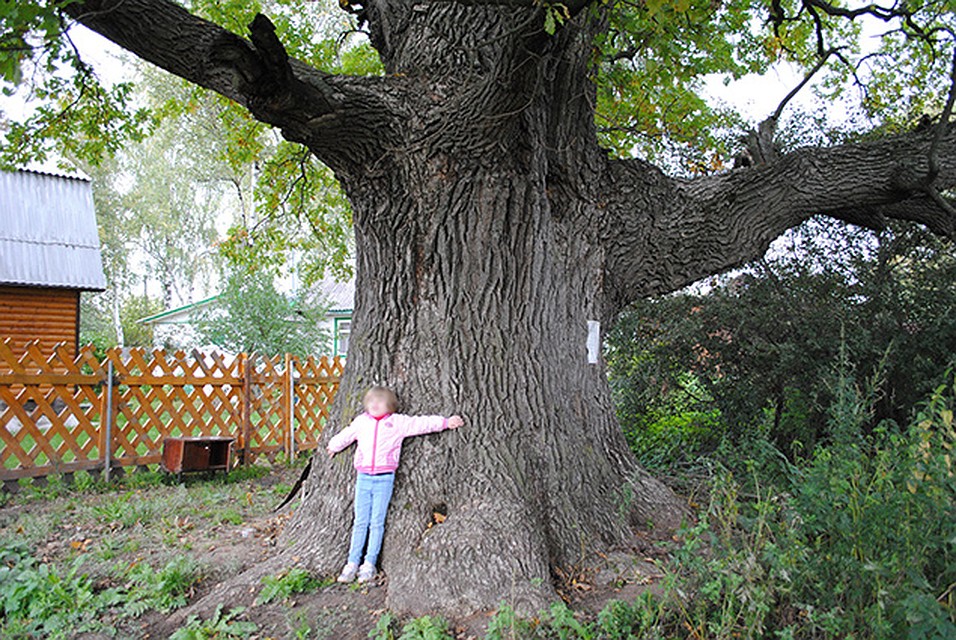 Это был огромный дуб. Самый большой дуб. Самый старый дуб в России. Самый огромный дуб в России. Дуб в деревне.