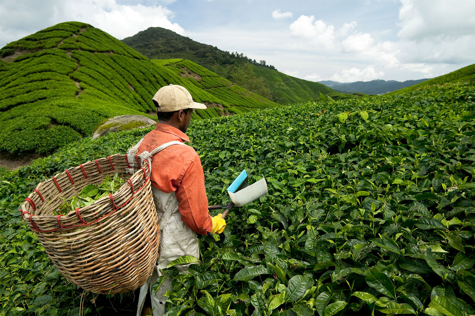 Хозяйство малайзии. Камерон Хайлендс Малайзия. Чайные плантации Камерон Хайлендс в Малайзию. Индонезия чайные плантации. Сельскохозяйство Индонезия.