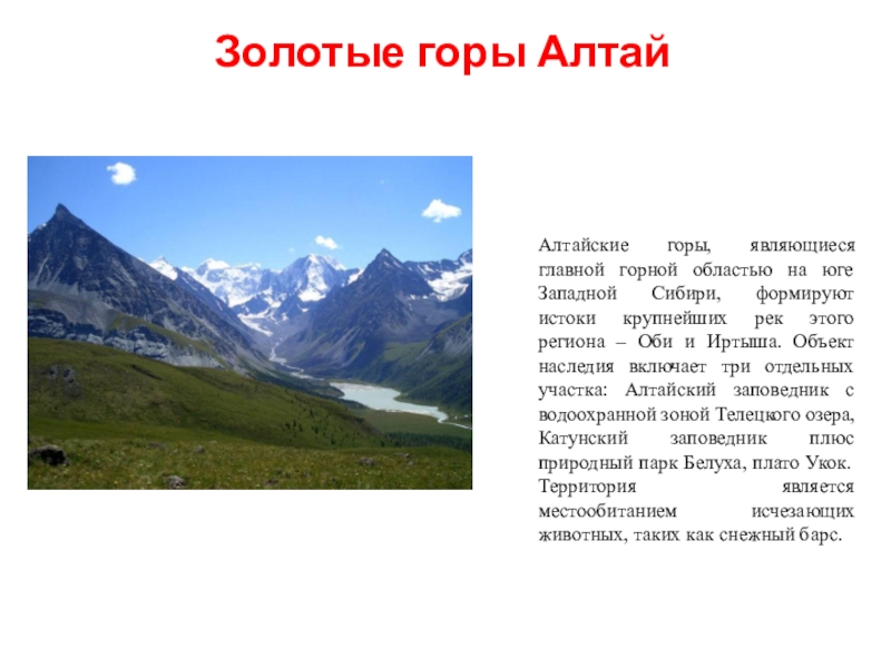 Преобладающие высоты горного алтая. Рассказ про гору Алтай. Золотые горы Алтая рассказ. Проект про гору Алтай. Горы Алтая сообщение 4 класс.