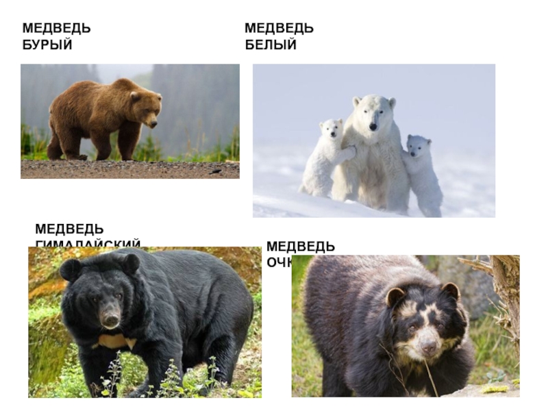 Какой медведь сильнее. Бурый медведь. Медведь Гризли. Белый и бурый медведь. Бурый белый и Гималайский медведь.