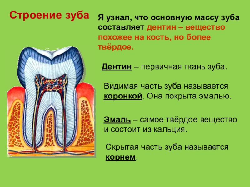 Про зубы на английском