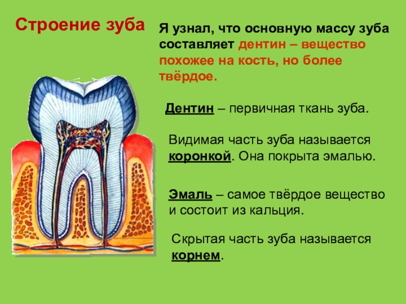 Знаешь из чего состоит. Строение зуба. Зубы строение зубов. Строение зуба человека схема.