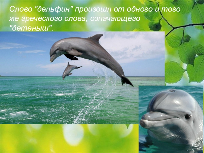 Дельфины слова текст. Дельфины доклад. Слово дельфины. Дельфины текст. Текст про дельфина.