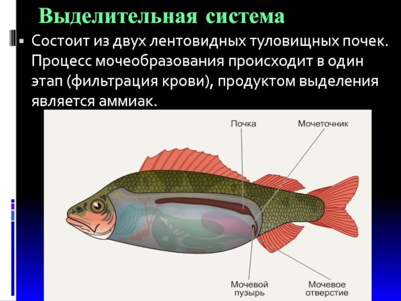 Строение рыбы 7 класс таблица. Биология 7 классвыделительна система рыбы.. Выделительная система рыб 7 класс. Выделительная система рыб 7 класс биология. Внутреннее строение рыбы выделительная система.