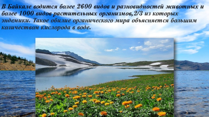 Озера география 8. Озеро Байкал Жемчужина Сибири. География 8 кл Байкал - Жемчужина Сибири. Презентация Байкал Жемчужина Сибири. Озеро Байкал Жемчужина Сибири презентация.