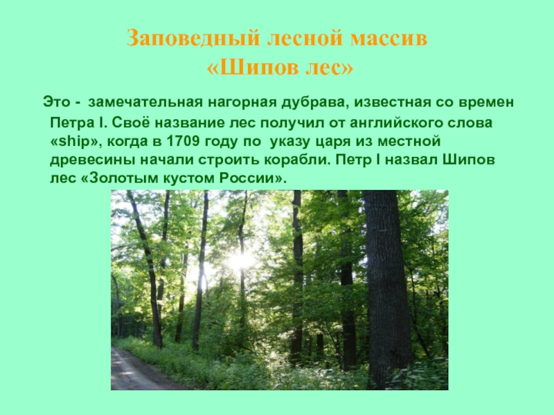 Заповедный лес это. Заповедный Лесной массив «шипов лес». Заповедники Воронежской области шипов лес. Шипов лес Воронеж заповедник. Шипов лес Заповедный Лесной массив в Воронежской области России.