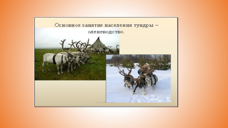 Занятия населения. Занятия населения тундры. Основные занятия населения тундры. Занятия жителей тундры. Основное занятие населения тундры.