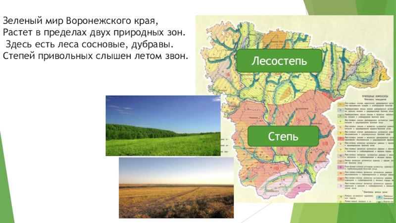 Край расположен в природной зоне. Карта природных зон Воронежской области. Лесостепная зона Воронежской области. Воронежская область карта лесостепь и степь. Природная зона Воронежской области 4 класс.