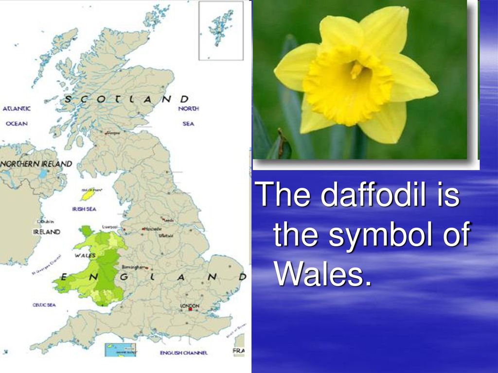 Daffodil symbol