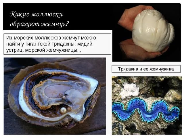 Морской конек тысячелетней жемчужины где находится. Жемчужина моллюска тридакны. Гигантская тридакна жемчуг. Жемчужина из гигантской тридакны. Двустворчатые моллюски Жемчужница.