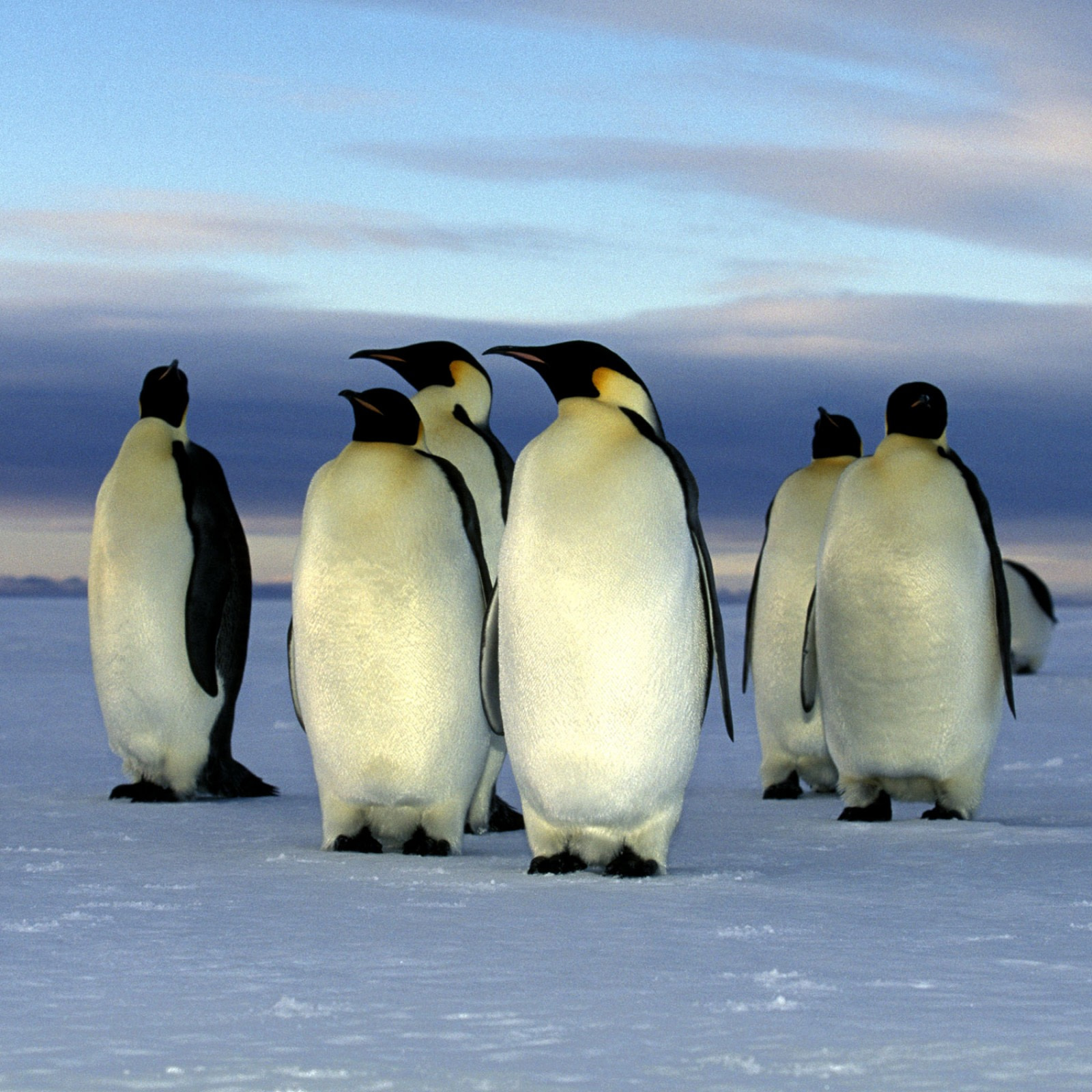 Жил был пингвин. Пингвин Уэдделла. Императорский Пингвин в Антарктиде. Арктические пустыни Пингвин. Северный полюс пингвины.