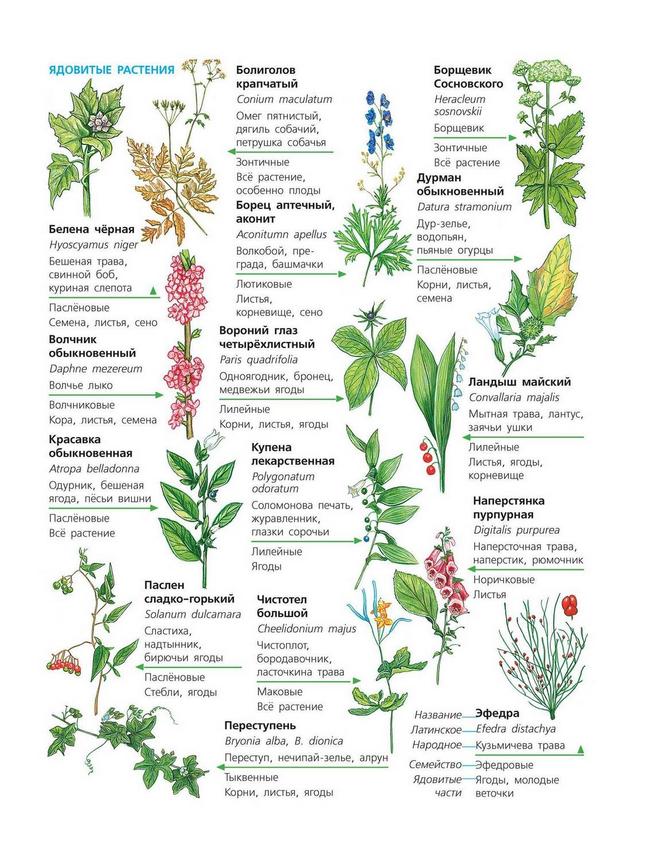 Травы список. Список ядовитых растений. Ядовитые растения средней полосы России список. Ядовитые растения России список.
