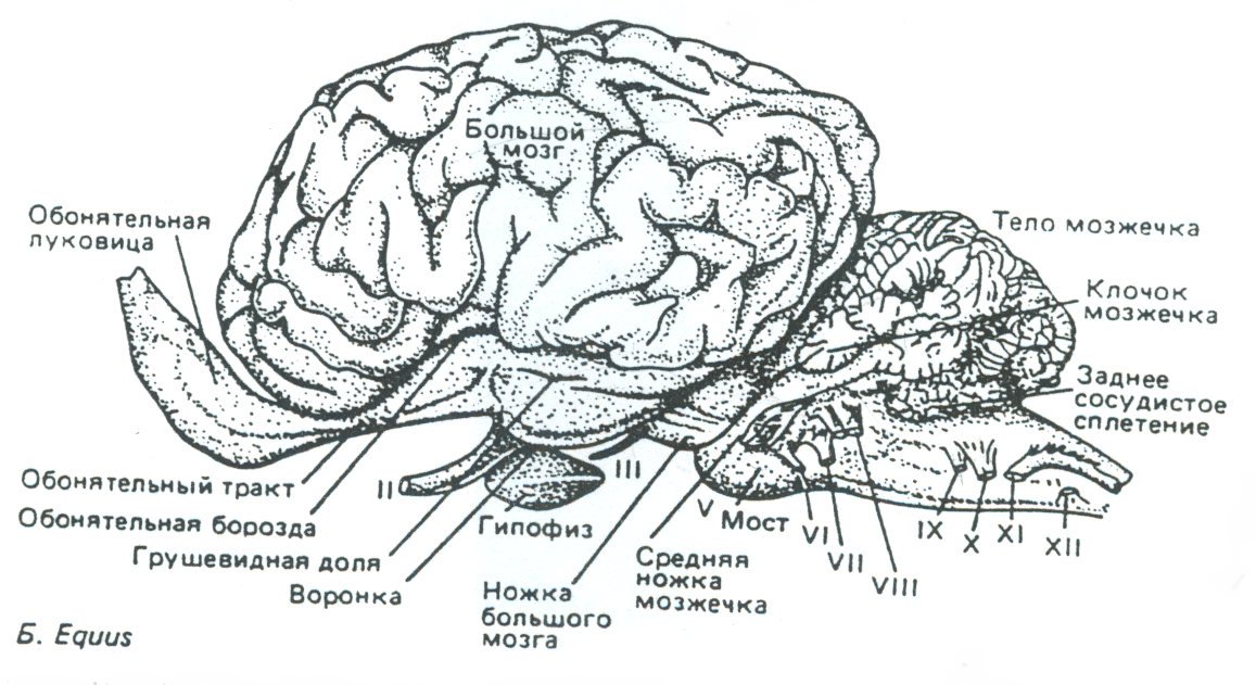 Обонятельные зоны мозга. Обонятельный мозг анатомия. Центральный отдел обонятельного мозга. Извилины обонятельного мозга. Головной мозг обонятельный мозг.