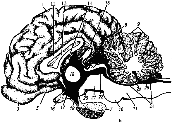 Мозг собаки отделы. Головной мозг собаки латеральная поверхность. Отделы головного мозга коровы. Строение головного мозга КРС. Сагиттальный разрез головного мозга коровы.