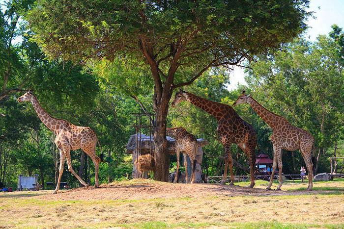 Khao kheow zoo. Парк Кхао Кхео. Кхао Кхео Паттайя. Зоопарк в Тайланде Паттайя. Зоопарк као Кео.