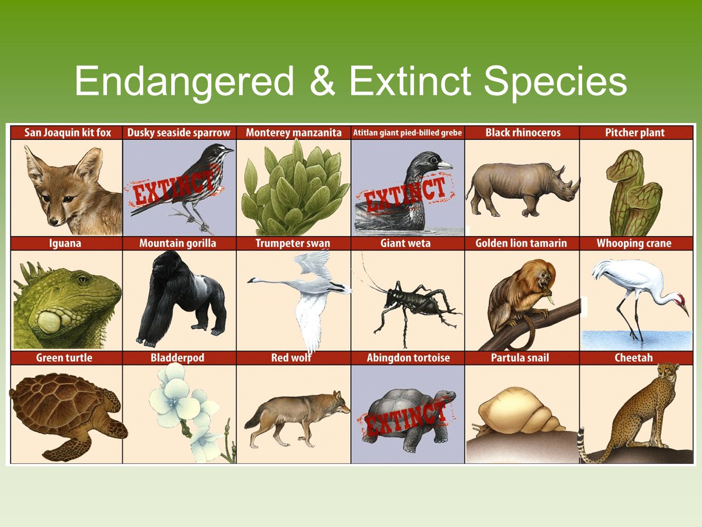 Species транскрипция. Разновидности животных. Исчезающие виды животных. Вымирающие виды животных на английском. Вымирающие виды животных и растений на английском.