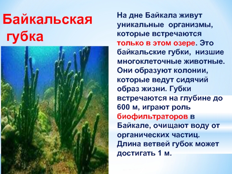 Живые организмы байкала. Водоросли Байкала. Водоросли губка в Байкале. Озеро Байкал растения. Водоросли Байкала названия.
