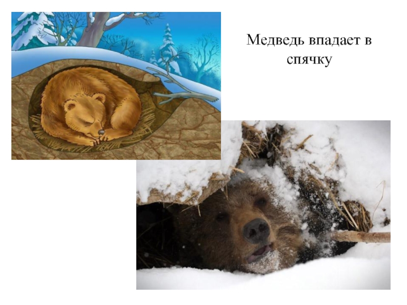 Зимняя спячка является явлением живой природы. Медведь зимой впадает в спячку. Медведь впадает в зимнюю спячку. Медведь в спячке. Спячка медведя зимой.