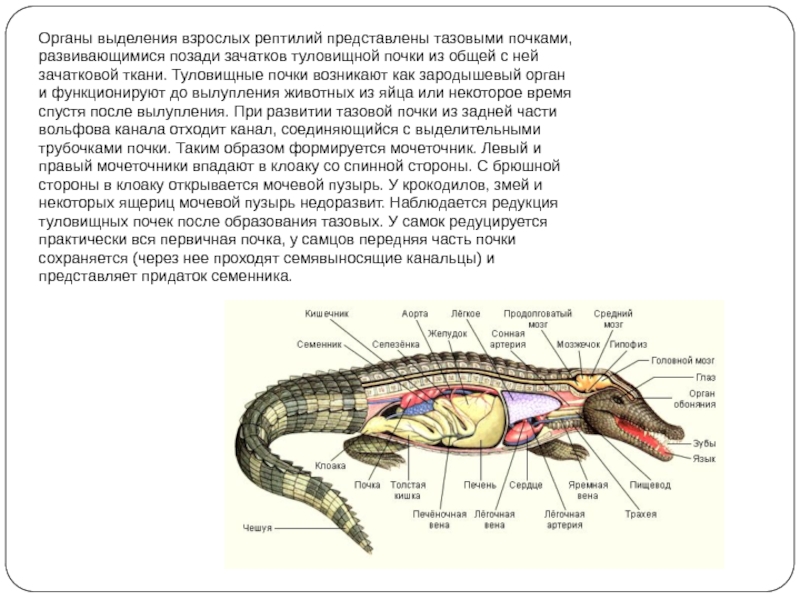 Органы выделения рептилий. Дыхательная система крокодила схема. Пищеварительная система крокодила. Выделительная система крокодила схема. Выделительная система крокодила.