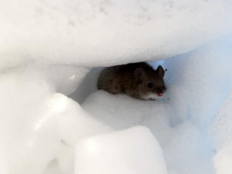 Тихо возится под снегом робкая мышь. Мышь в снегу. Мыши под снегом. Мышка под снегом. Норы животных в снегу.