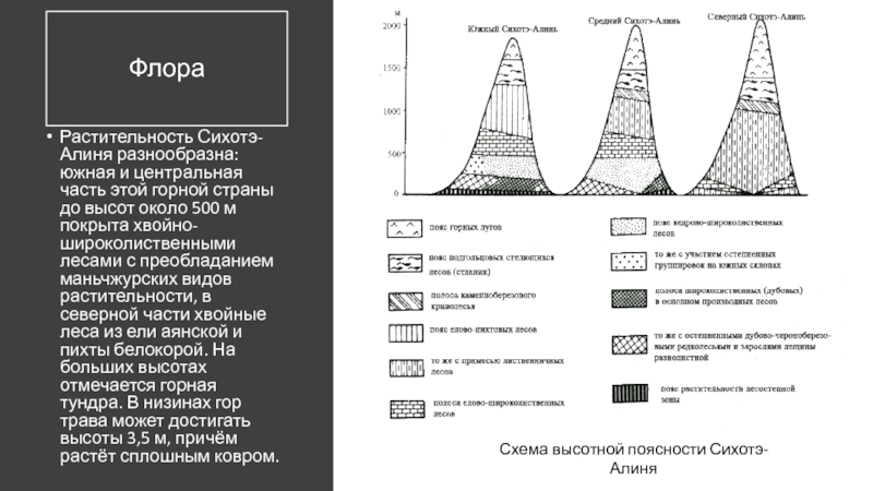 D средний. Высотная поясность Сихотэ-Алинь схема. Высотная поясность Сихотэ-Алинь. Схема ВЫСОТНОЙ поясности Сихотэ-Алиня. Высотные пояса Сихотэ-Алинь.