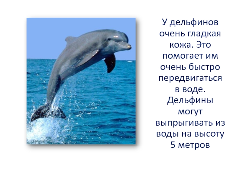 Дельфин живет лет. Обитатели моря Дельфин. Дельфины презентация. Сведения о дельфинах для детей. Как передвигается Дельфин.