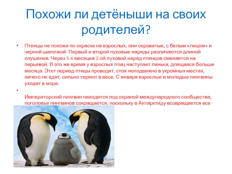 Императорский пингвин консумент какого. Императорский Пингвин забота о потомстве. Императорский Пингвин детеныш. Пингвины заботливые родители. Императорский Пингвин Тип развития.