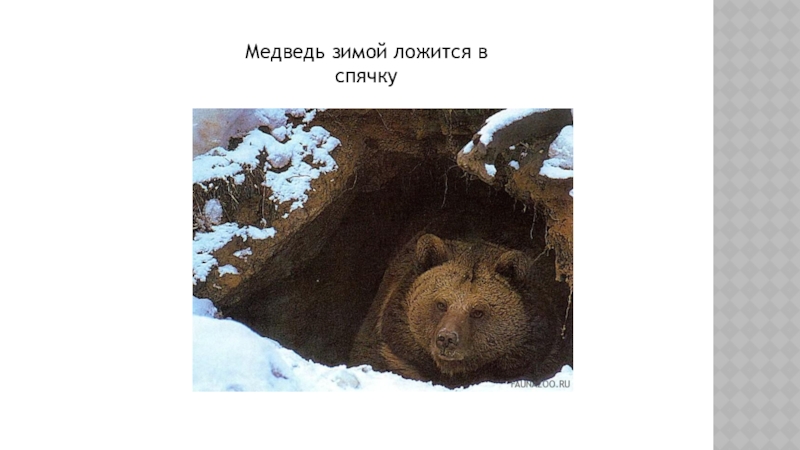 Когда ложится медведь