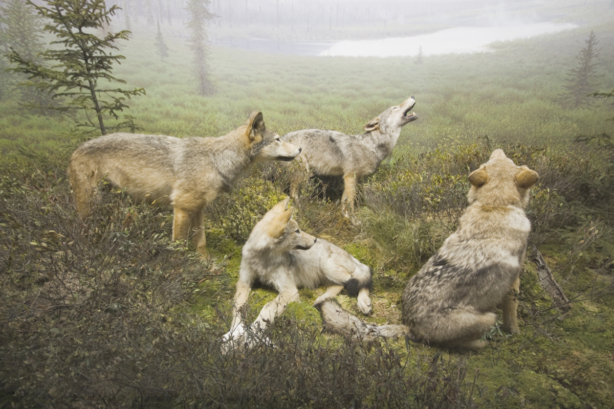 Wolf hunters. Охота Волков в дикой природе. Стая Волков на охоте.