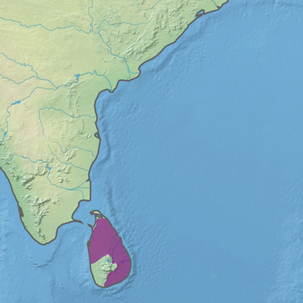 Шри ланку омывает какой. Национальный парк Миннерия на карте. Культурный треугольник Шри Ланка. Рельеф Шри Ланки. Шри Ланка Мадагаскар Ирландия.