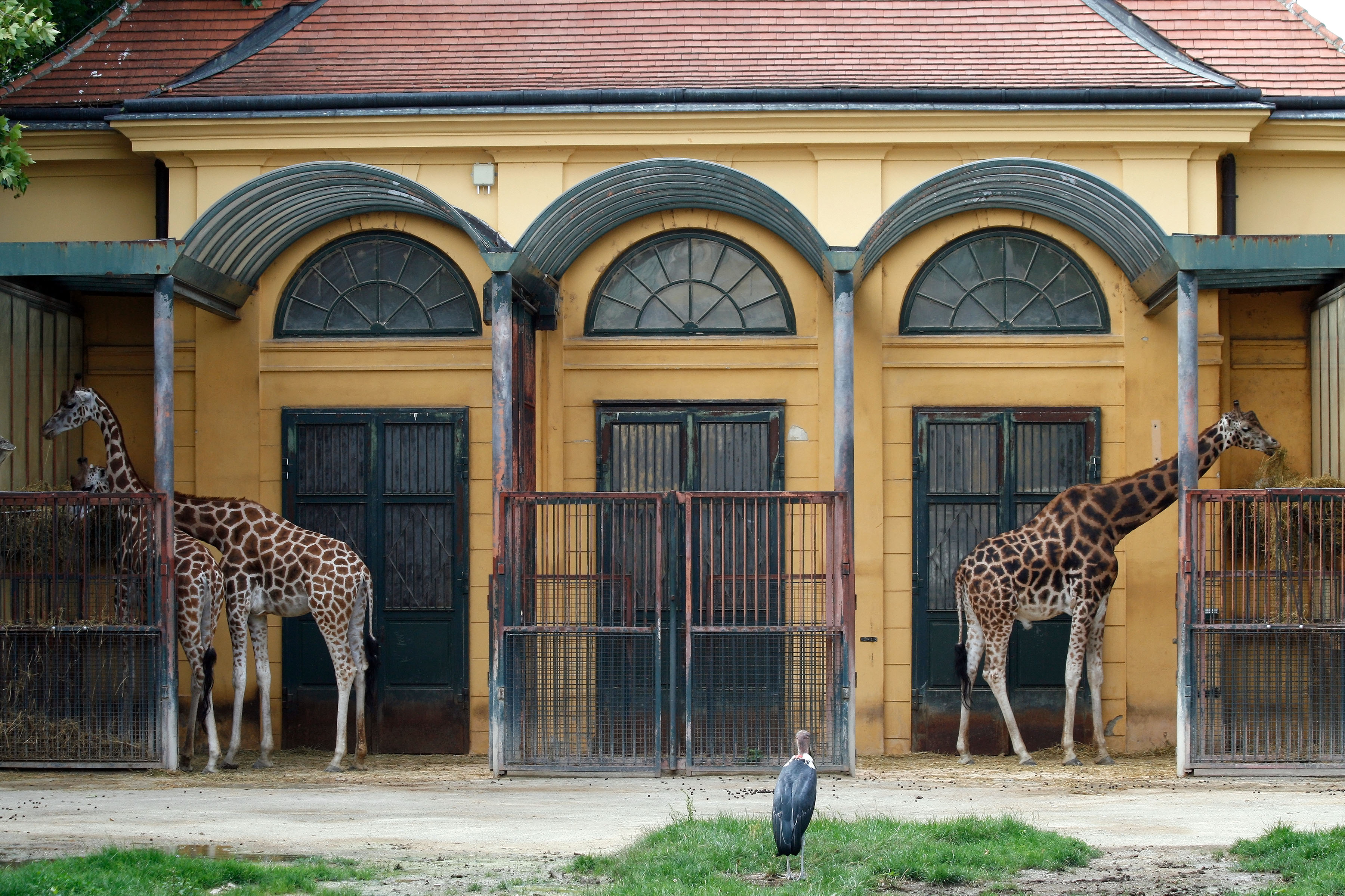 Кем был организован зоосад в середине 19. Зоопарк Тиргартен Шенбрунн. Зоопарк Шенбрунн Австрия. Венский зоопарк шёнбрунн. Шенбруннский зоопарк (Вена).