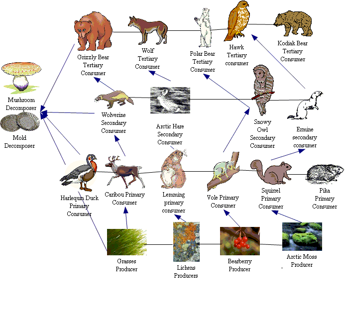 Цепи тундре. Пищевая пищевая пищевая цепь тундра. Цепь питания в тундре. Пищевая сеть тундры схема. Пищевая цепь тундры.
