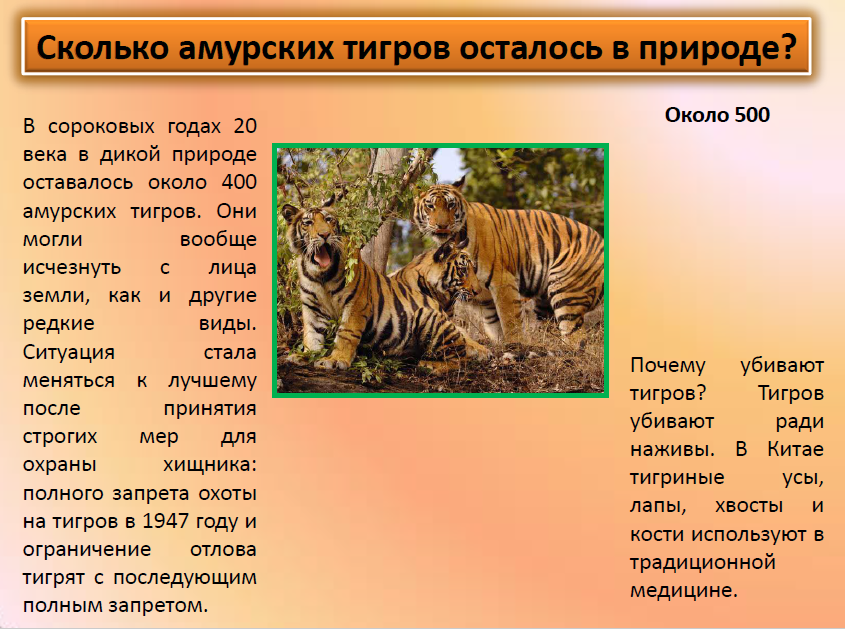 Сколько осталось амурских тигров. Амурский тигр численность. Количество видов тигров. Уссурийский тигр численность.