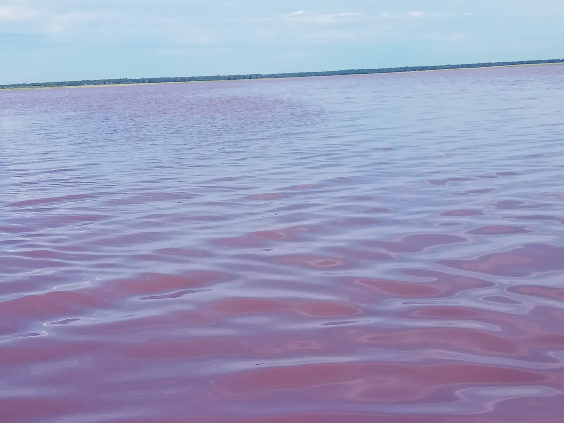 Малиновое озеро алтайский край. Малиновое озеро Алтайский край Михайловский район. Алтай Михайловский район малиновое озеро. Розовое озеро Михайловский район Алтайский край. Малиновое озеро Алтайский край Михайловский.