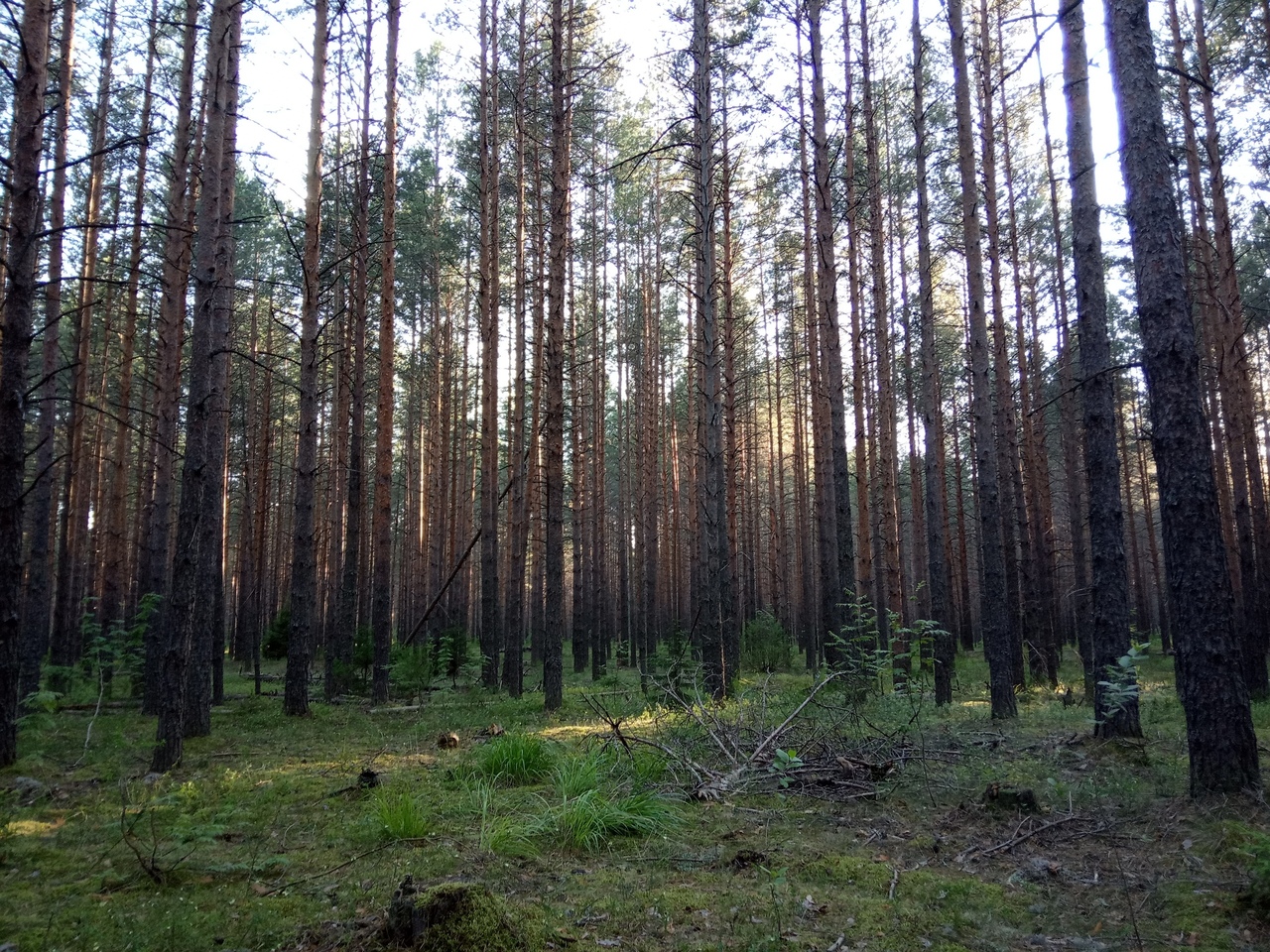 Кировский лес. Лес на Приморский район. Кировские леса. Леса в Вельске.