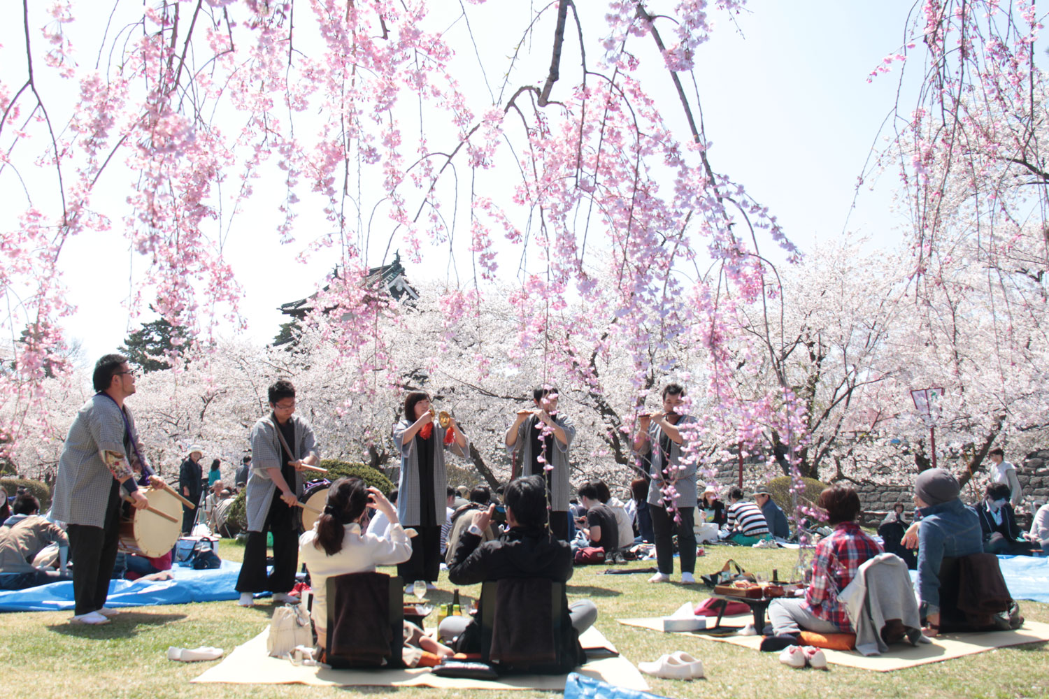 День цветущей сакуры
