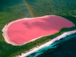 розовое озеро в австралии