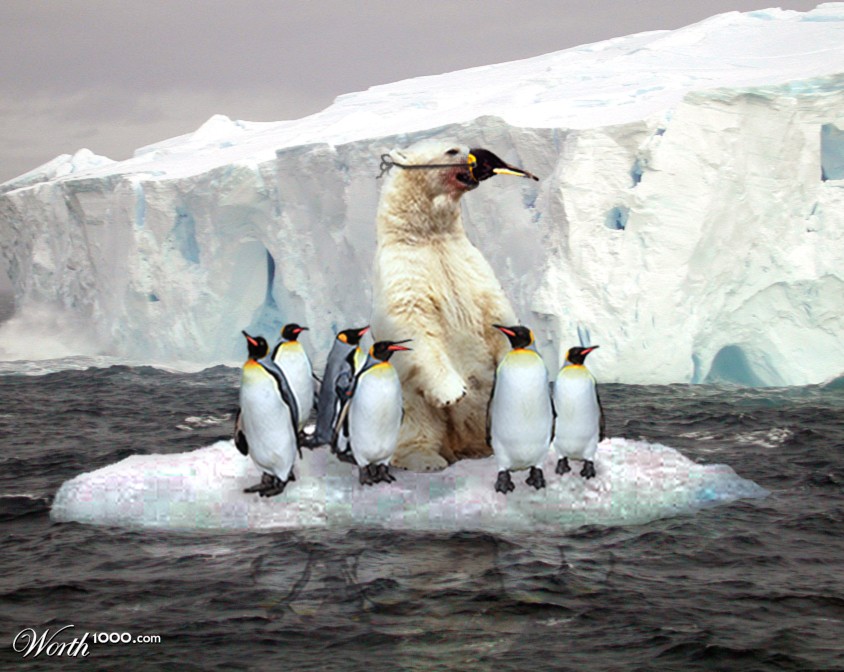 Почему медведи не охотятся на императорских пингвинов. Антарктида белые медведи и пингвины. Белый медведь и Пингвин. Антарктический Пингвин. Пингвины в Антарктиде.