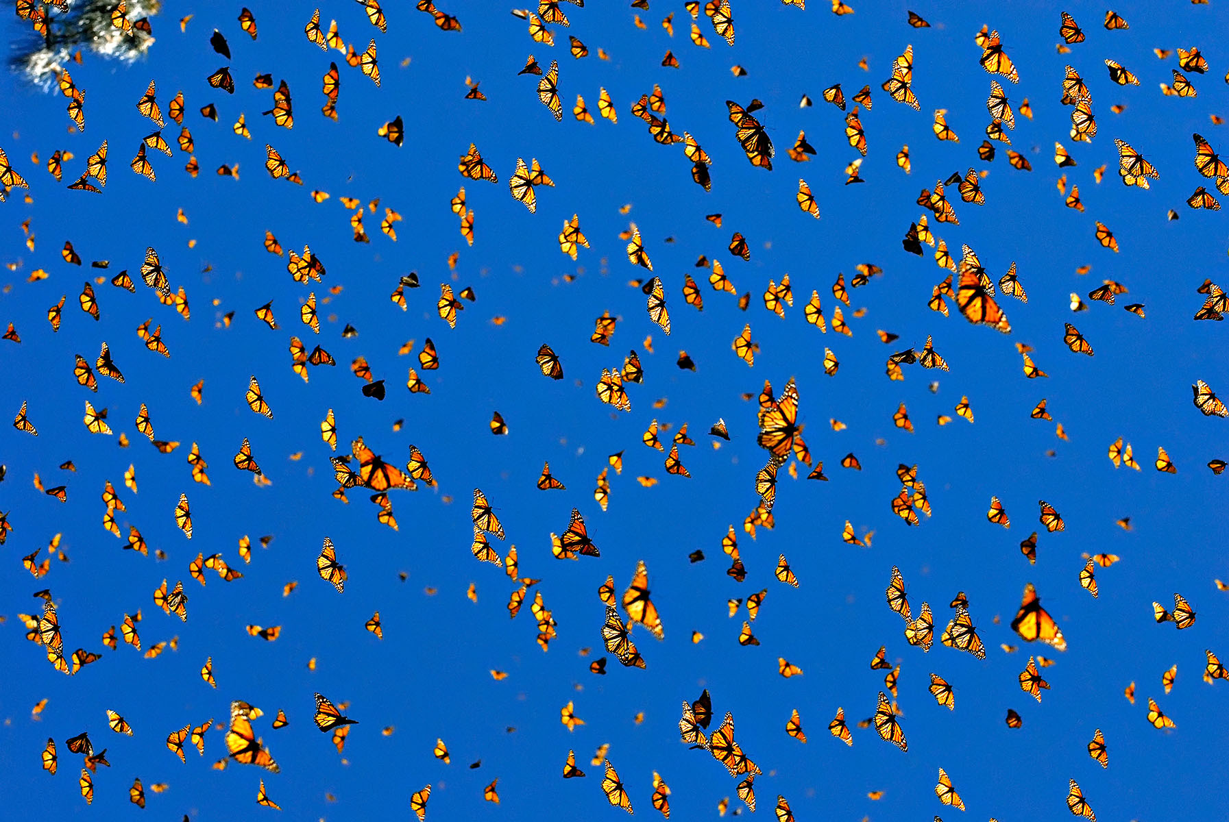 Бабочек легкая стая. Миграция бабочек монархов. Биосферный заповедник бабочки Монарх Мексика. Данаида Монарх миграция. Стая бабочек.