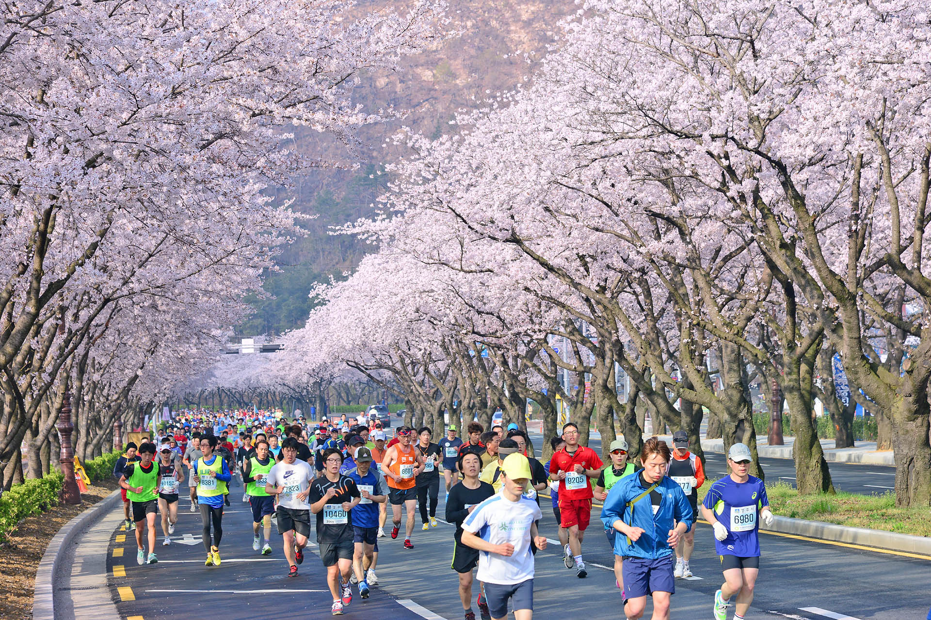 Отдых в корее 2024. Gyeongju Южная Корея. Gyeongju Cherry Blossom. Южная Корея Сакура. Южная Корея туристы.