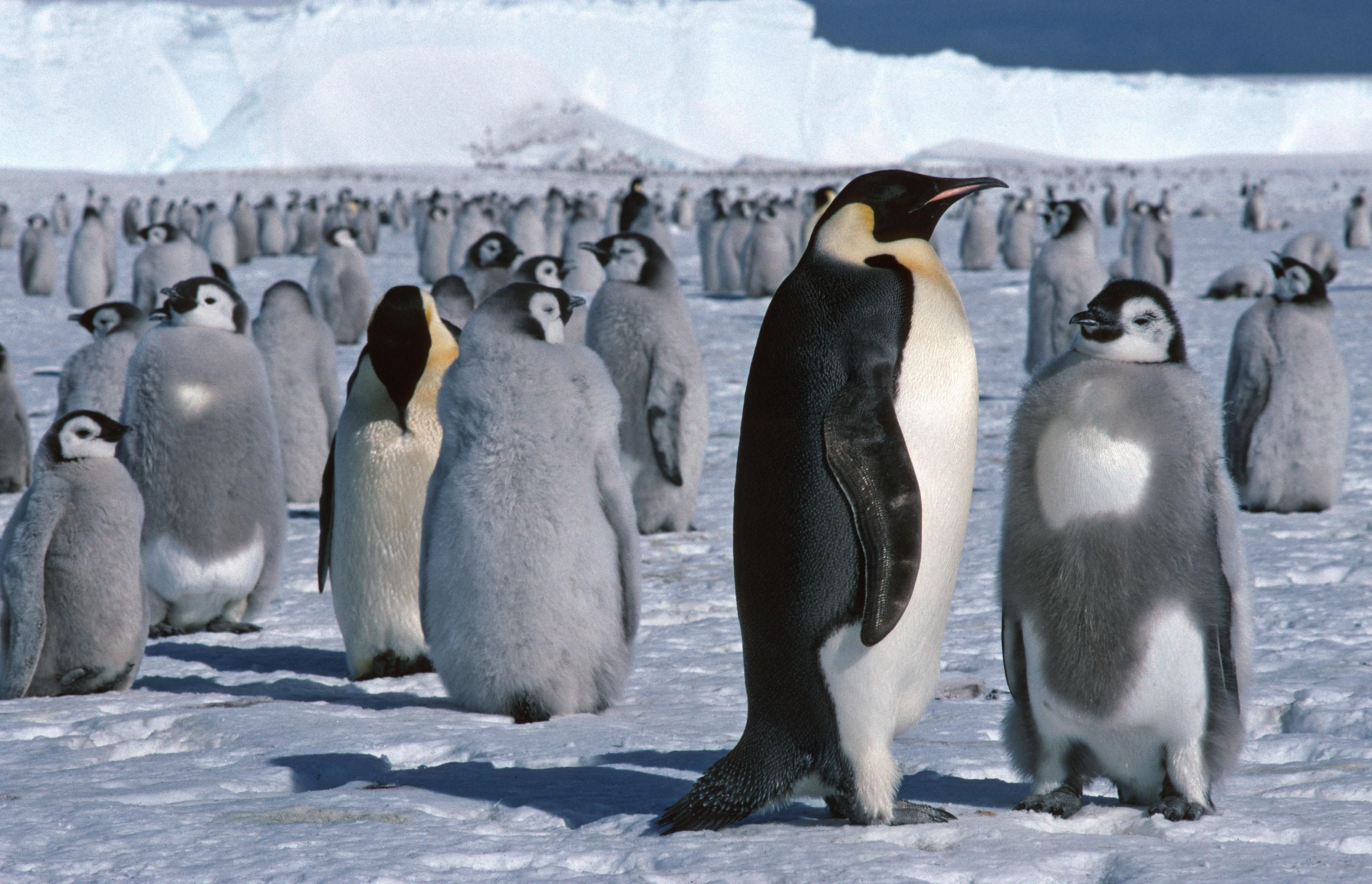 Императорские пингвины живут. Императорский Пингвин в Антарктиде. Аргентина пингвины Ушуайя. Ушуайя остров пингвинов. Антарктический Императорский Пингвин.